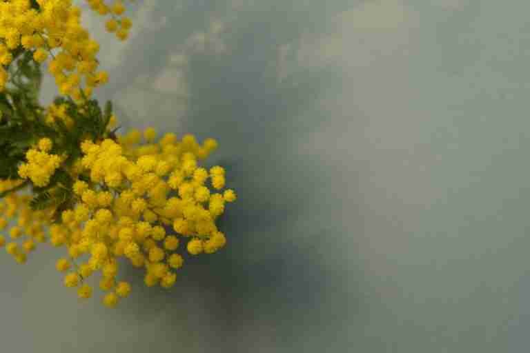 Adventures in Scent: Mimosa: a sweet yellow hive of scent