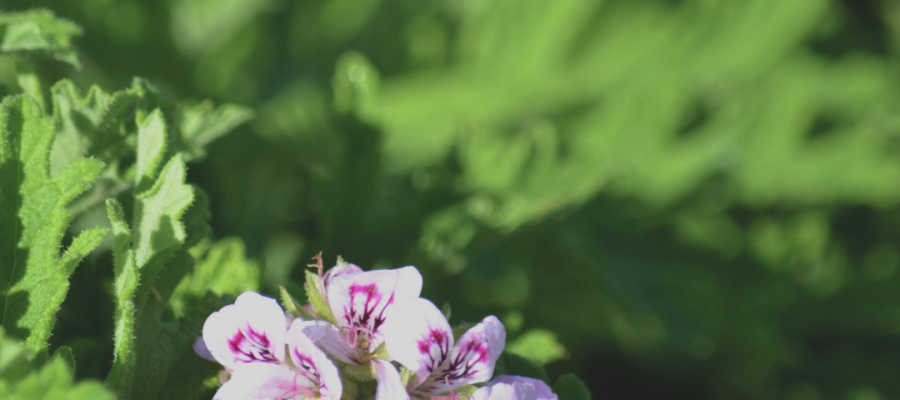 Geranium oil has a definite rose scent. But it also has a citrus, slightly minty freshness with additional earthiness - Parterre Fragrances Geranium oil has a definite rose scent. But it also has a citrus, slightly minty freshness with additional earthiness - Parterre Fragrances