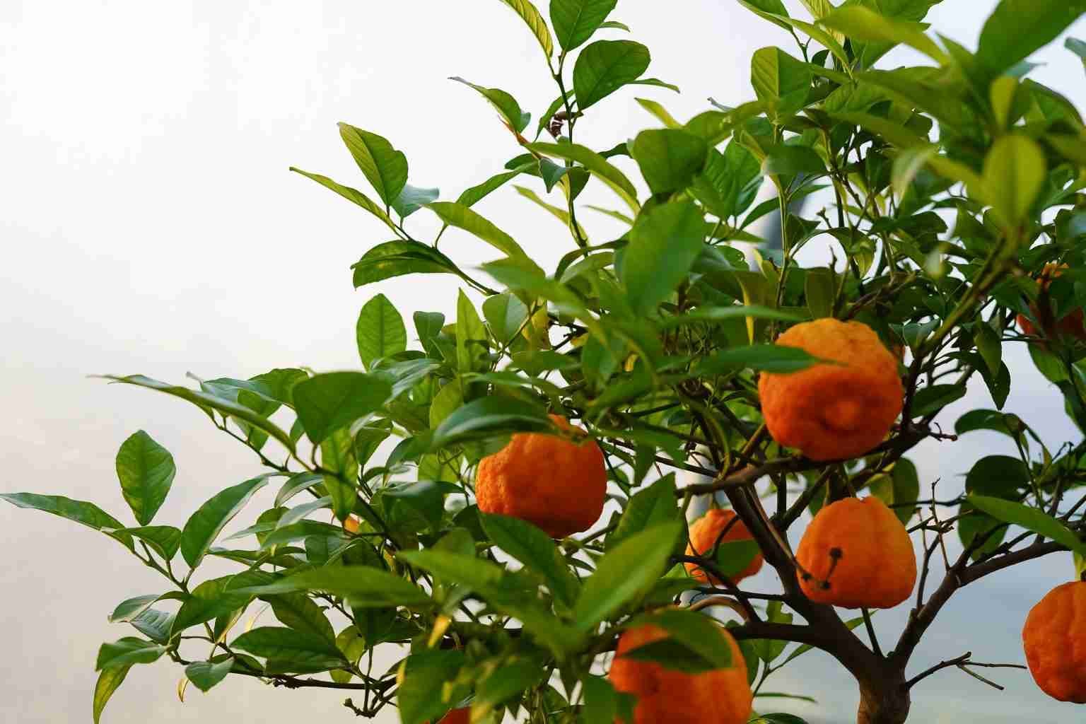 The red lime is a hybrid between the mandarin orange and the citrus fruit - Parterre Fragrances