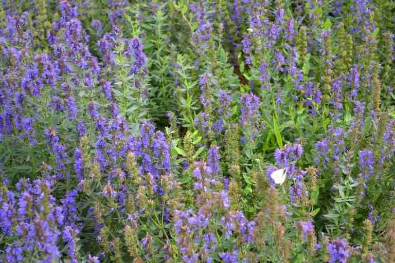 Adventures in Scent: Blue hyssop: The majestic purple plant loved by bees & us- Parterre Fragrances