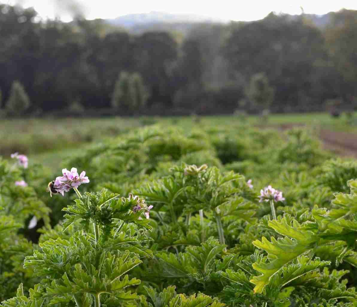 We are very proud that it was one of the first perfume crops we grew at Keyneston Mill, our Dorset home - Parterre Fragrances