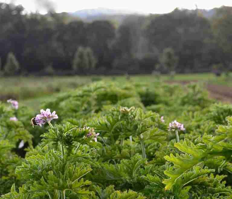 Adventures in Scent: We are very proud that it was one of the first perfume crops we grew at Keyneston Mill, our Dorset home - Parterre Fragrances