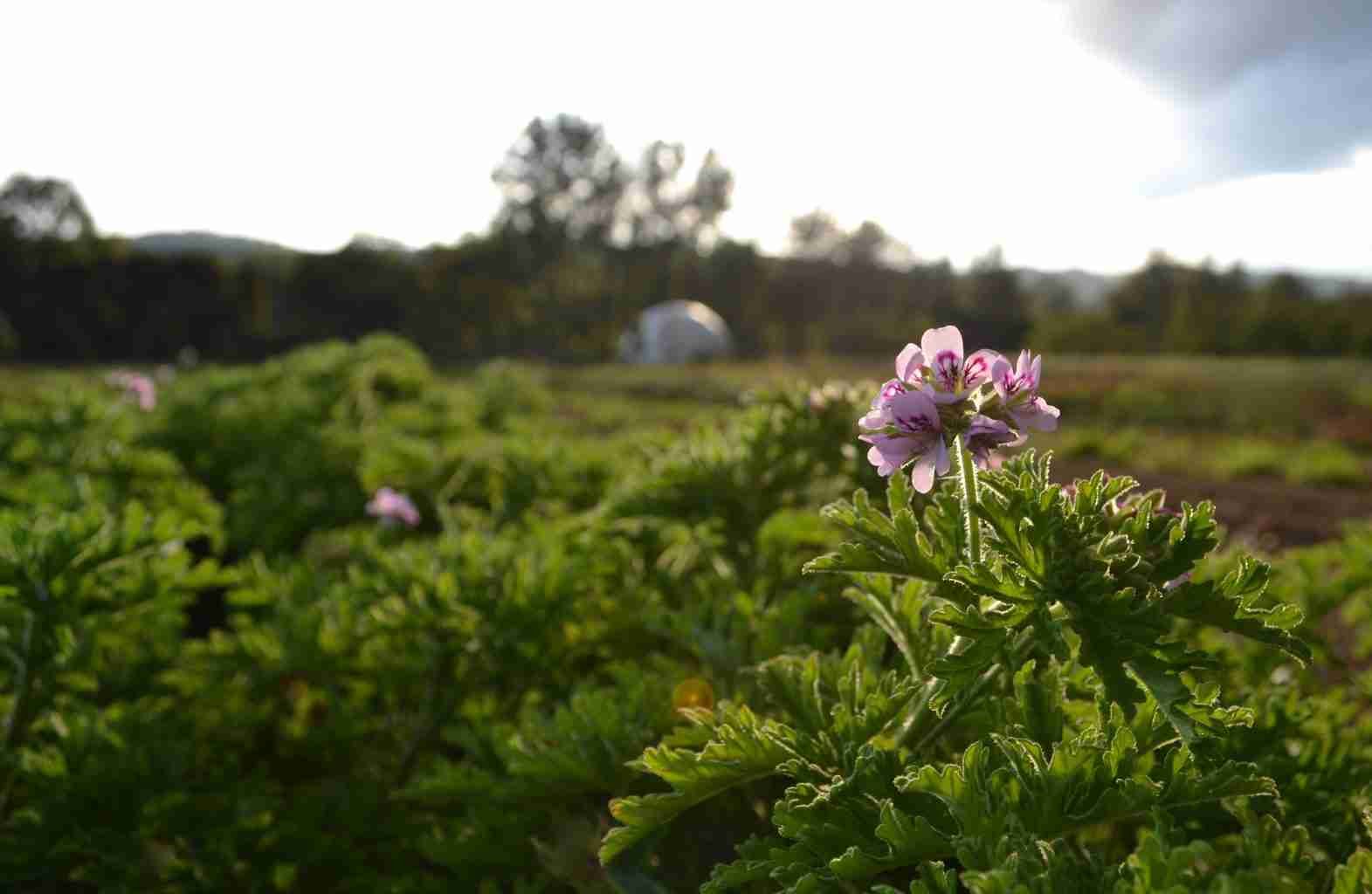 Rose scented geranium growing on the Keyneston Mill estate, home of Parterre - Parterre Fragrances