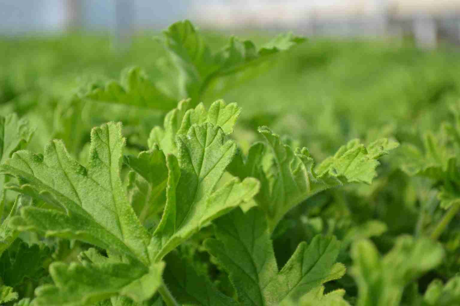 Adventures in Scent: What we know as “geranium” in perfumery, is in fact one of over 200 varieties of pelargonium, Pelargonium Graveolens or rose-scented geranium - Parterre Fragrances