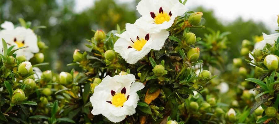 Parterre Fragrances Ingredients Ciste Labdunum Parterre Fragrances Ingredients Ciste Labdunum