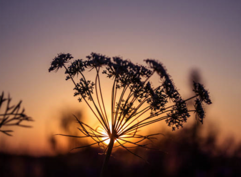 Adventures in Scent: The Hour of Dusk & Gold GROWING wild Persian CARROTS - Parterre Fragrances