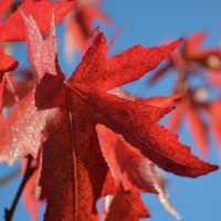 DSC_0221 DSC_0221