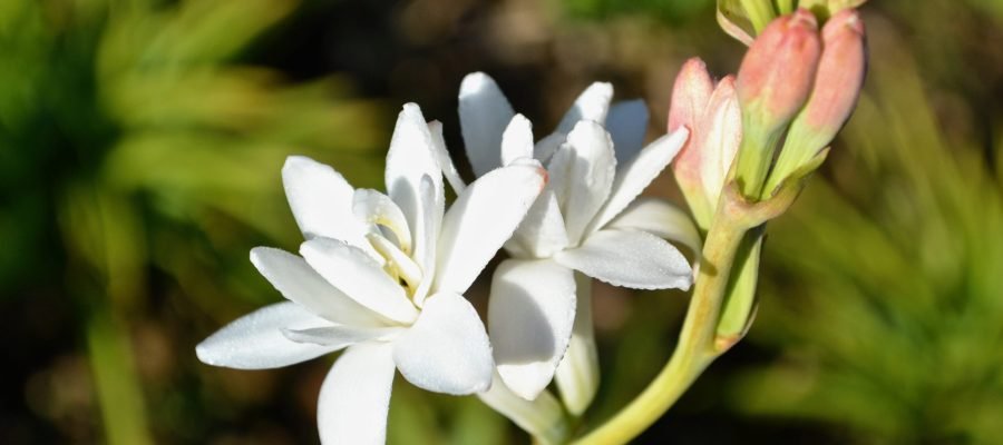 Tuberose Tuberose
