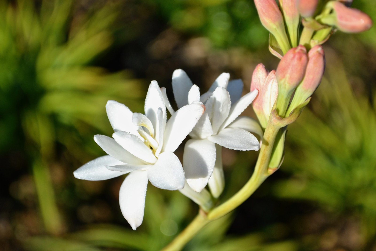 The Art of Perfumery - Image 3