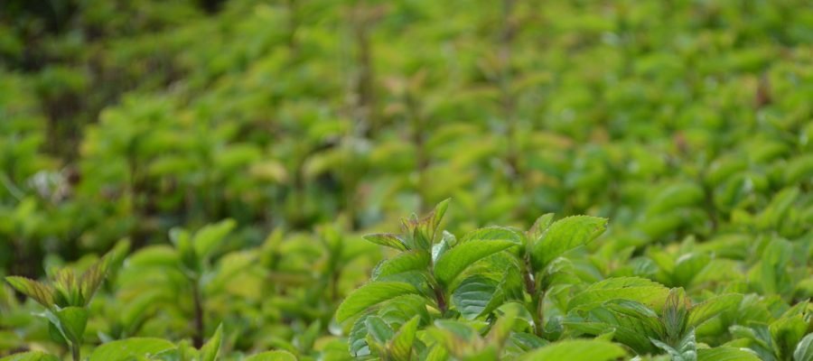 Bergamot Mint (2) Bergamot Mint (2)