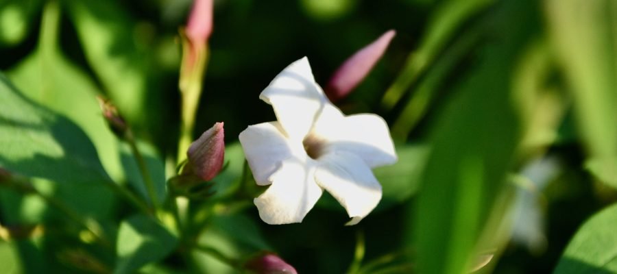 DSC_0314 DSC_0314