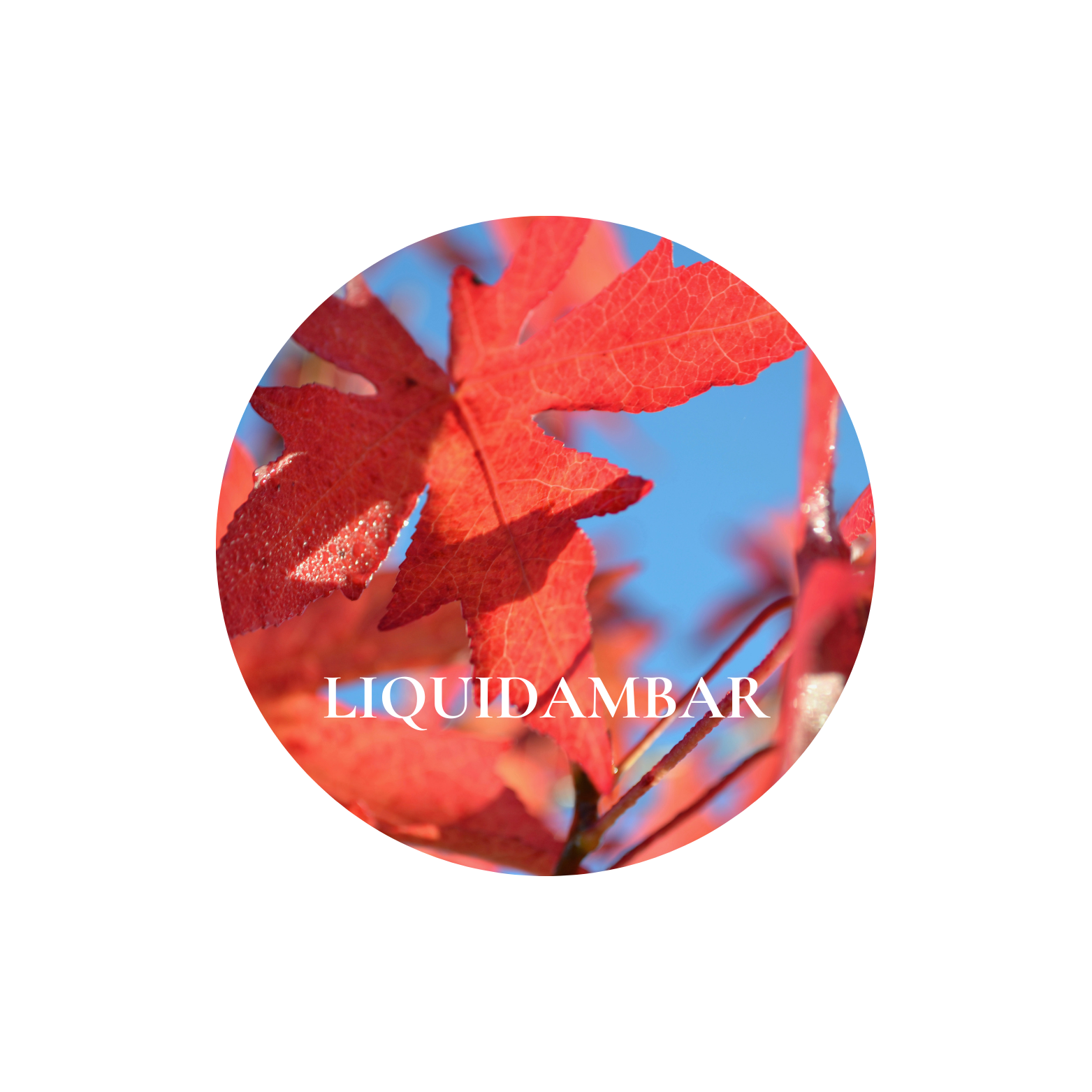The Hour Of Dusk & Gold 15ml - Image 5